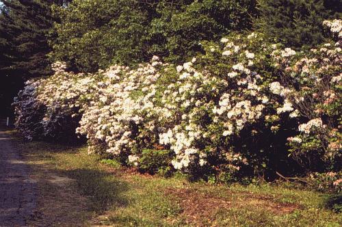 Mountain-laurel