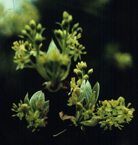Common Sassafras