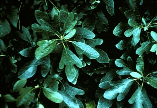 Common Sassafras