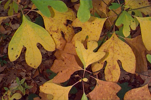Common Sassafras