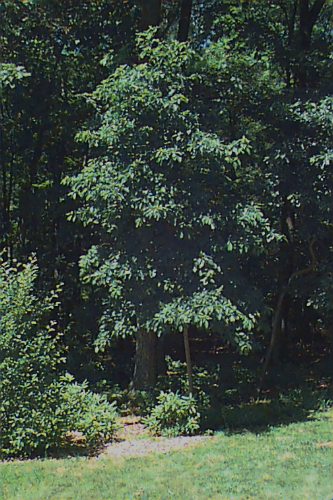 Common Sassafras