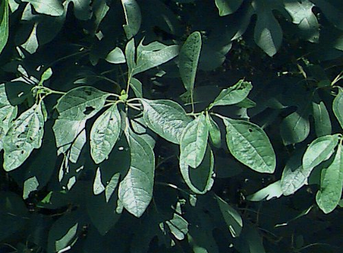 Common Sassafras